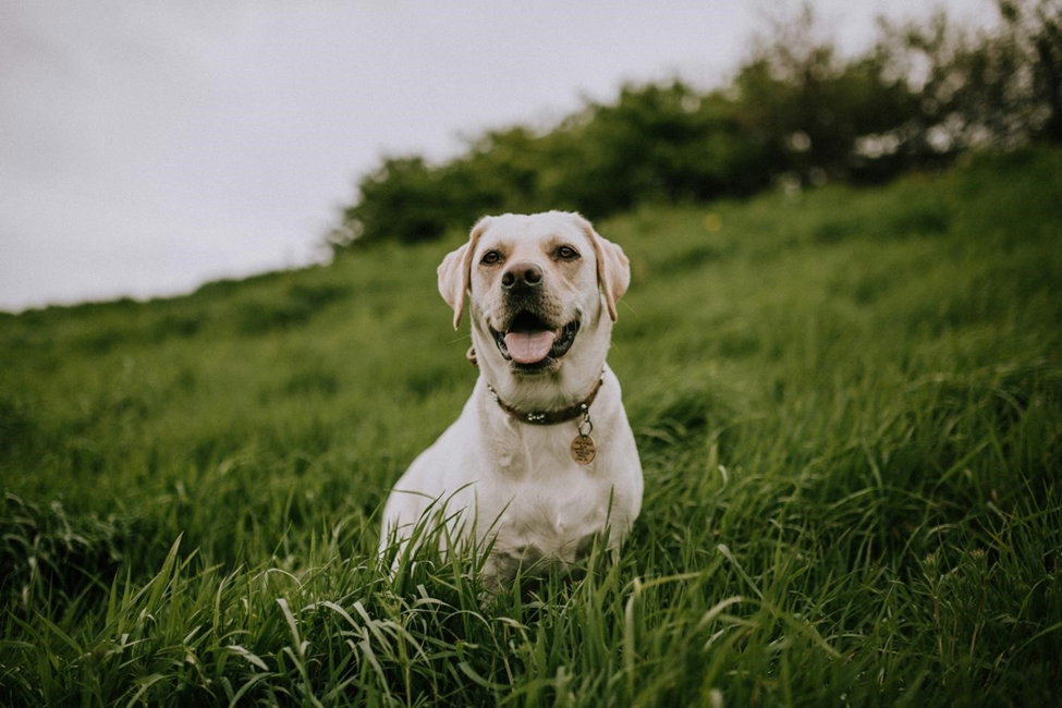 A happy dog after receiving tips on how to prevent heartworm disease, learned at The Bark Spot.