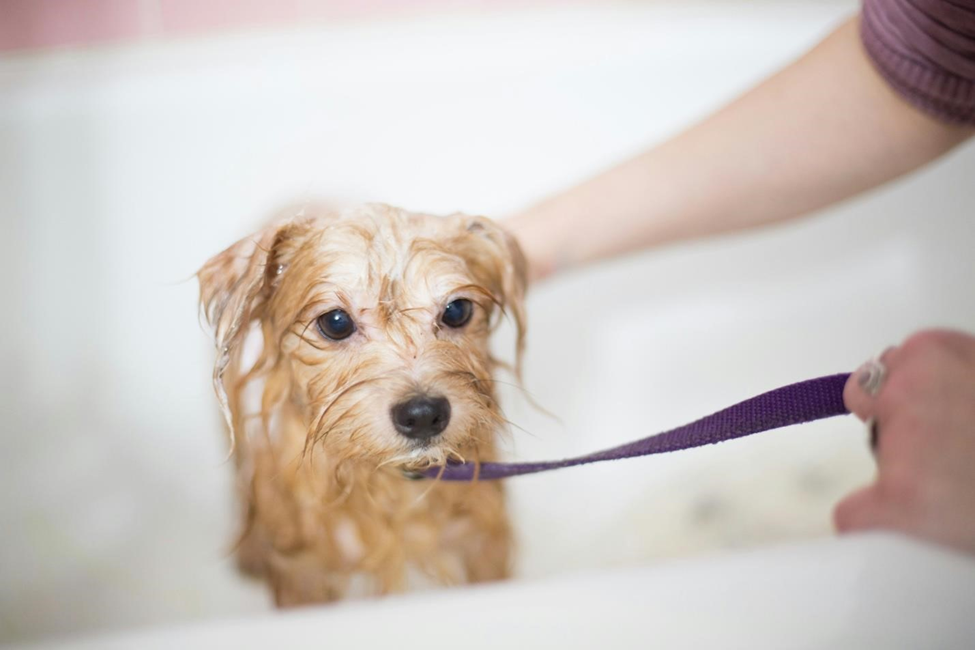 A puppy being groomed at The Bark Spot as a prevention mechanism to avoid fleas and ticks.