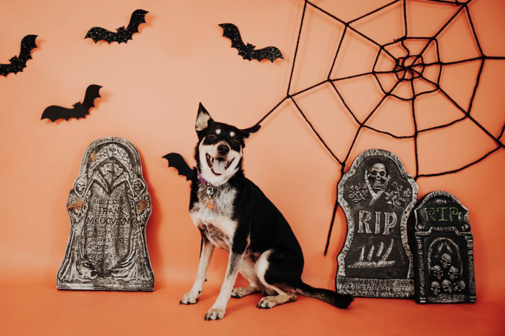 A happy dog sitting amongst Halloween decorations, after avoiding toxic dog treats!