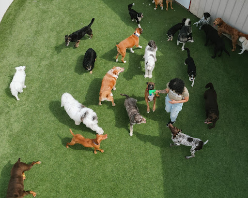 Happy and social dogs during daycare at The Bark Spot. 