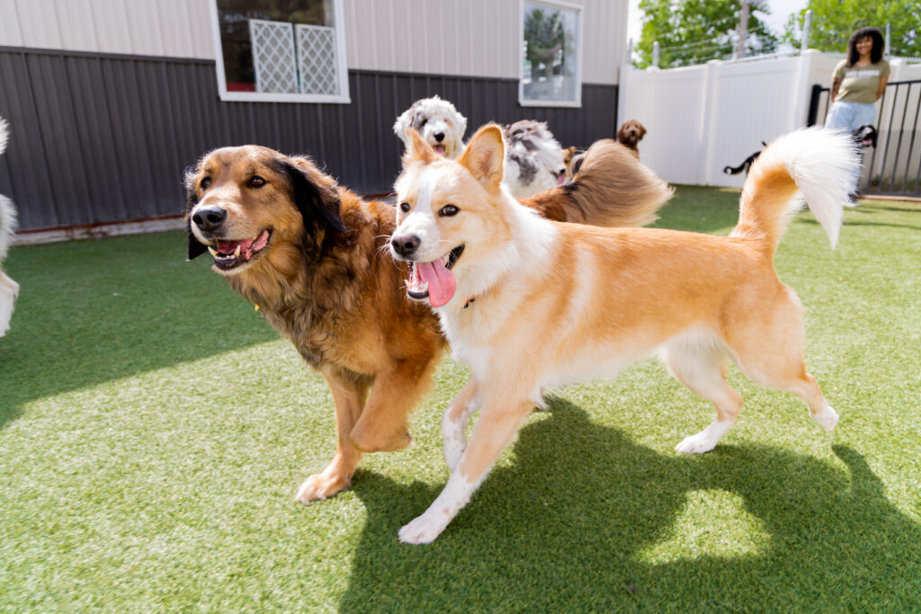 Two dogs thriving and walking together at dog daycare at The Bark Spot